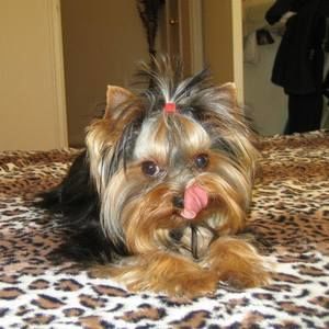 Meet your Posher, Antoaneta